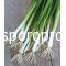 Green onion white Lisbon