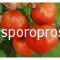 Tomatoes Ilida F1 (Lycopersicon esculentum)