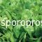 Spinach Apollo (Apolo F1)