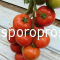 Tomatoes Bella the F1 (Lycopersicum esculentum Mill)