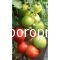 Tomatoes Mondial F1 (Lycopersicum esculentum Mill)