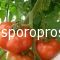 Tomatoes Velocity the F1 (Lycopersicum esculentum Mill)