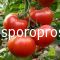 Tomatoes Attya F1