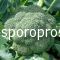 Broccoli Stromboli F1