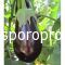 Eggplant Belen F1