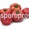 Tomatoes Cassarosa F1