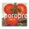 Tomatoes Lampetie f1