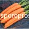 Carrots SOPRANO F1