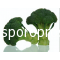 Broccoli Spiridon F1
