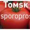 Tomatoes Tomsk F1